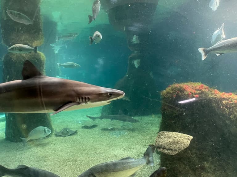 Viaxe ao Acuario de O Grove